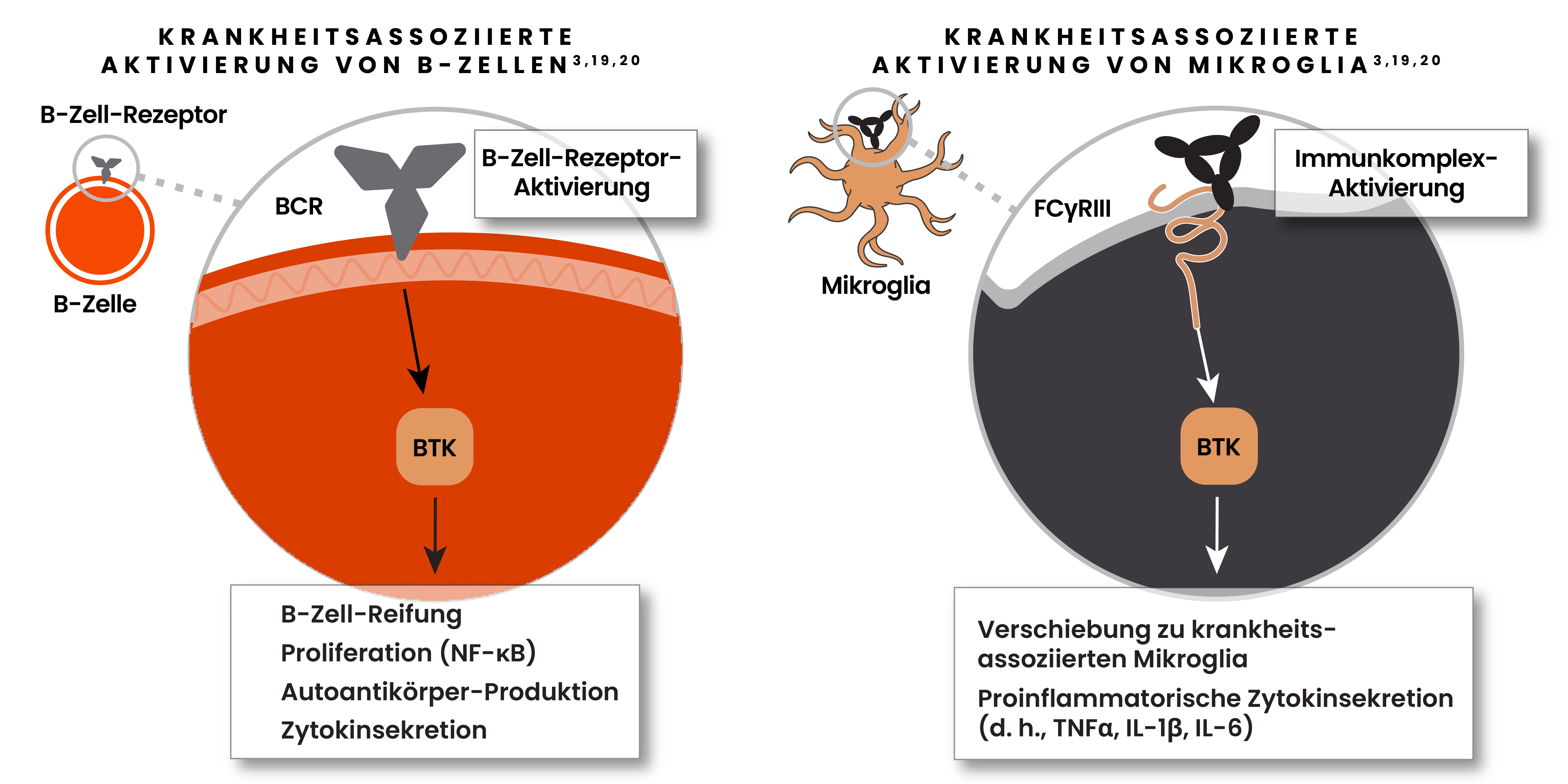 Illustration der krankheitsassoziierten Aktivierung von B-Zellen mit B-Zell-Rezeptor-Aktivierung