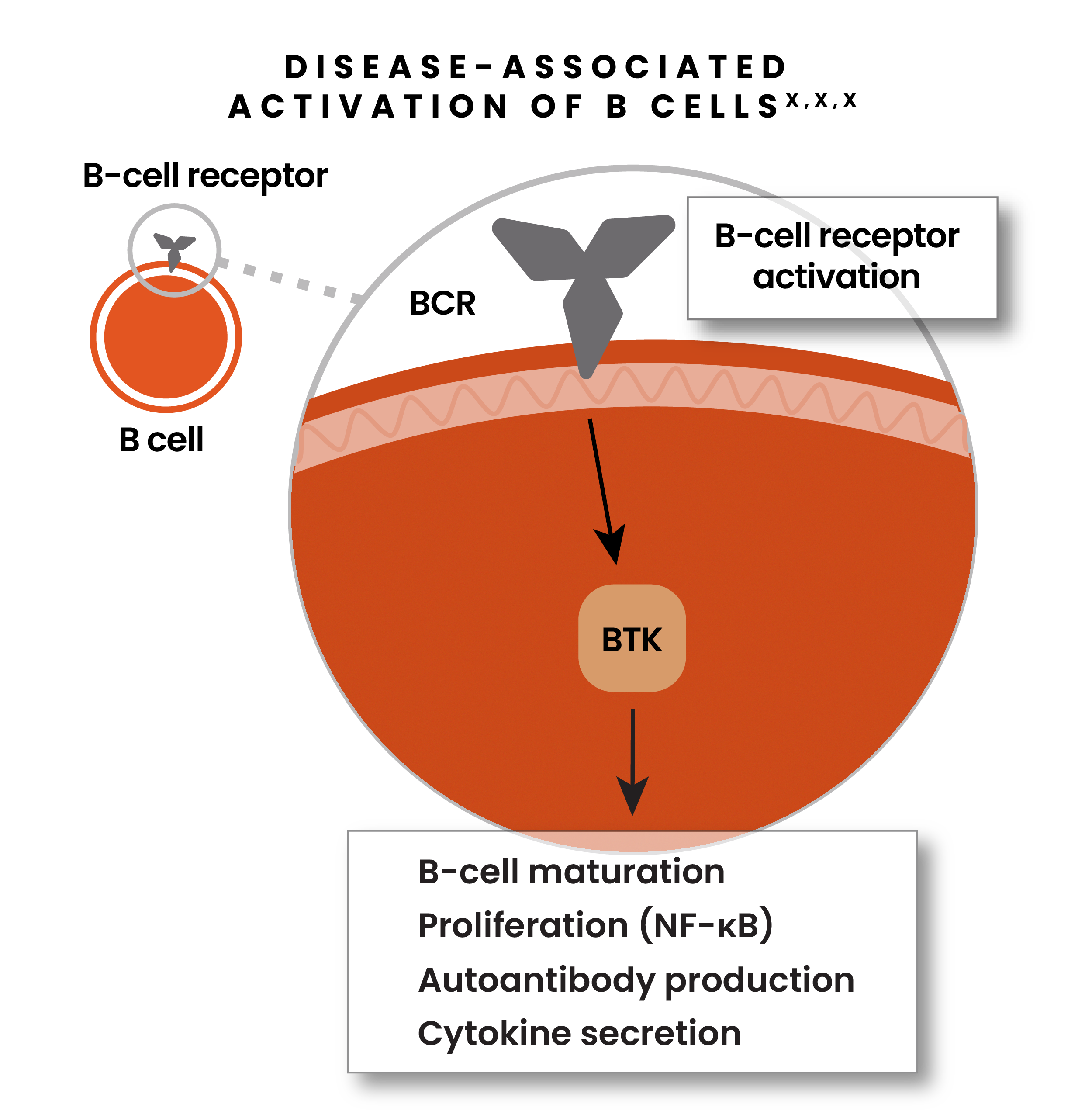 Illustration showing disease-associated activation of B-cells with B-cell receptor activation