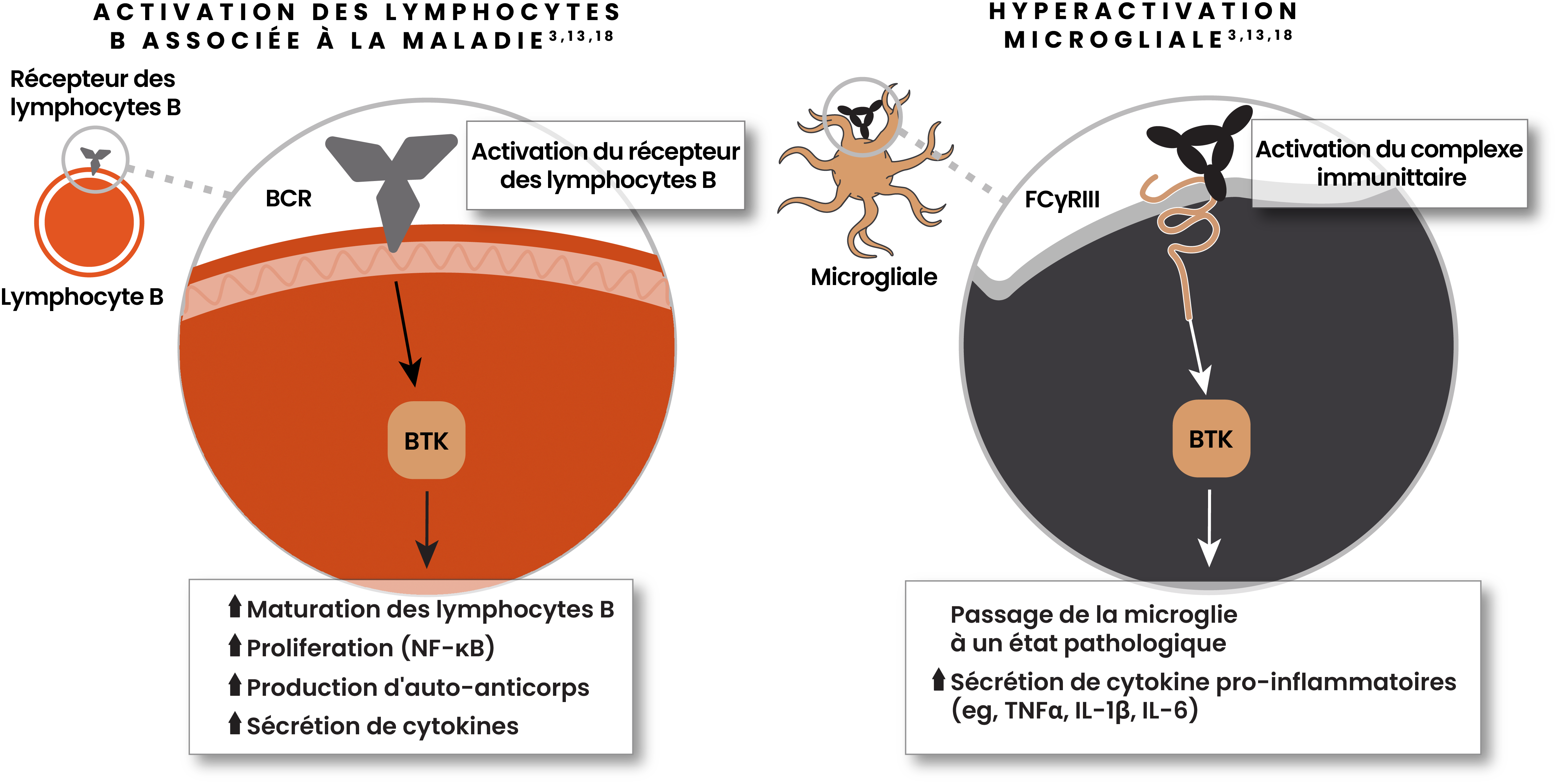 Illustration montrant l'activation des lymphocytes B associée à une maladie avec activation des récepteurs des lymphocytes B