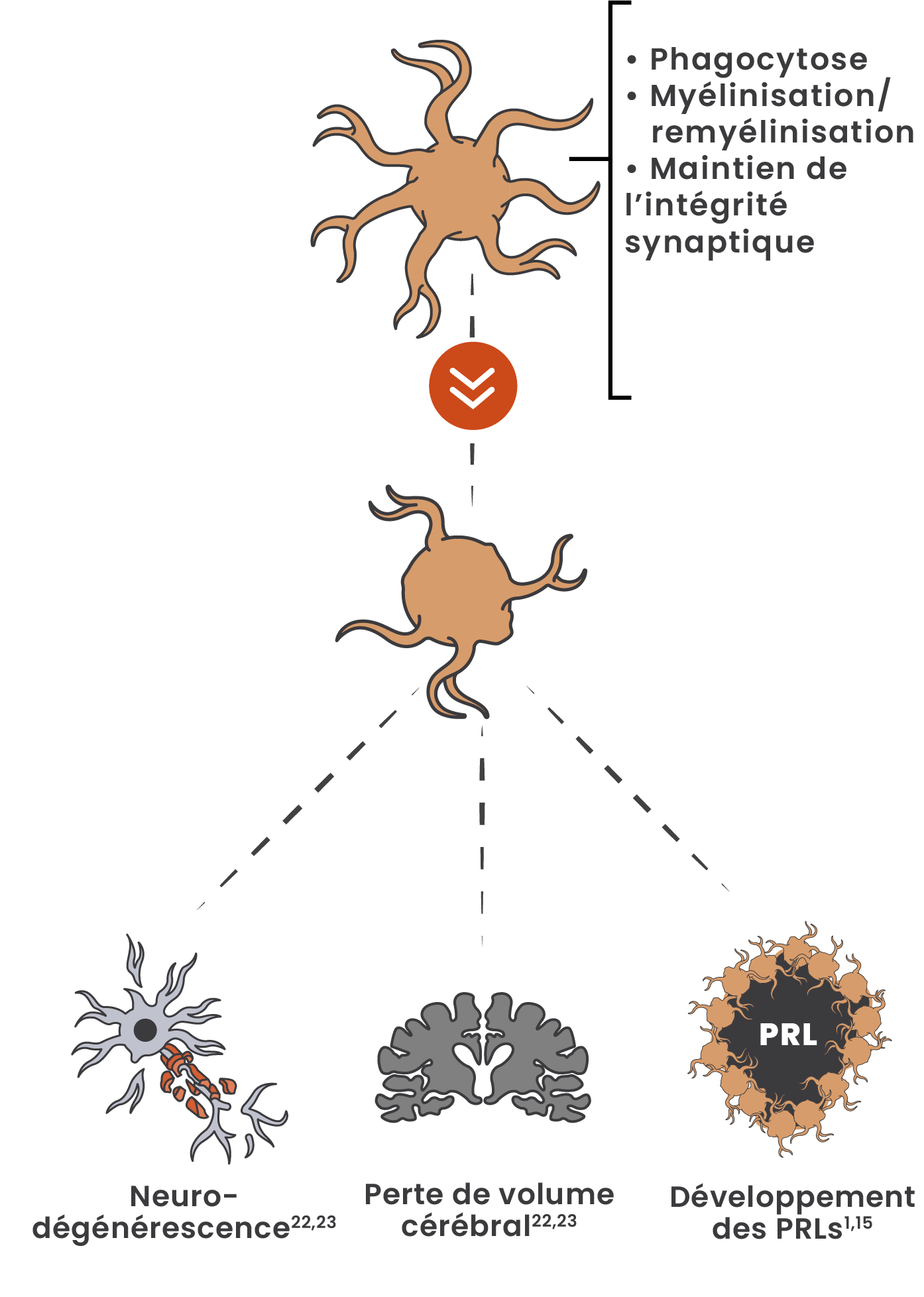 Illustration montrant le passage des microglies d'un état homéostatique à son état pathogénique