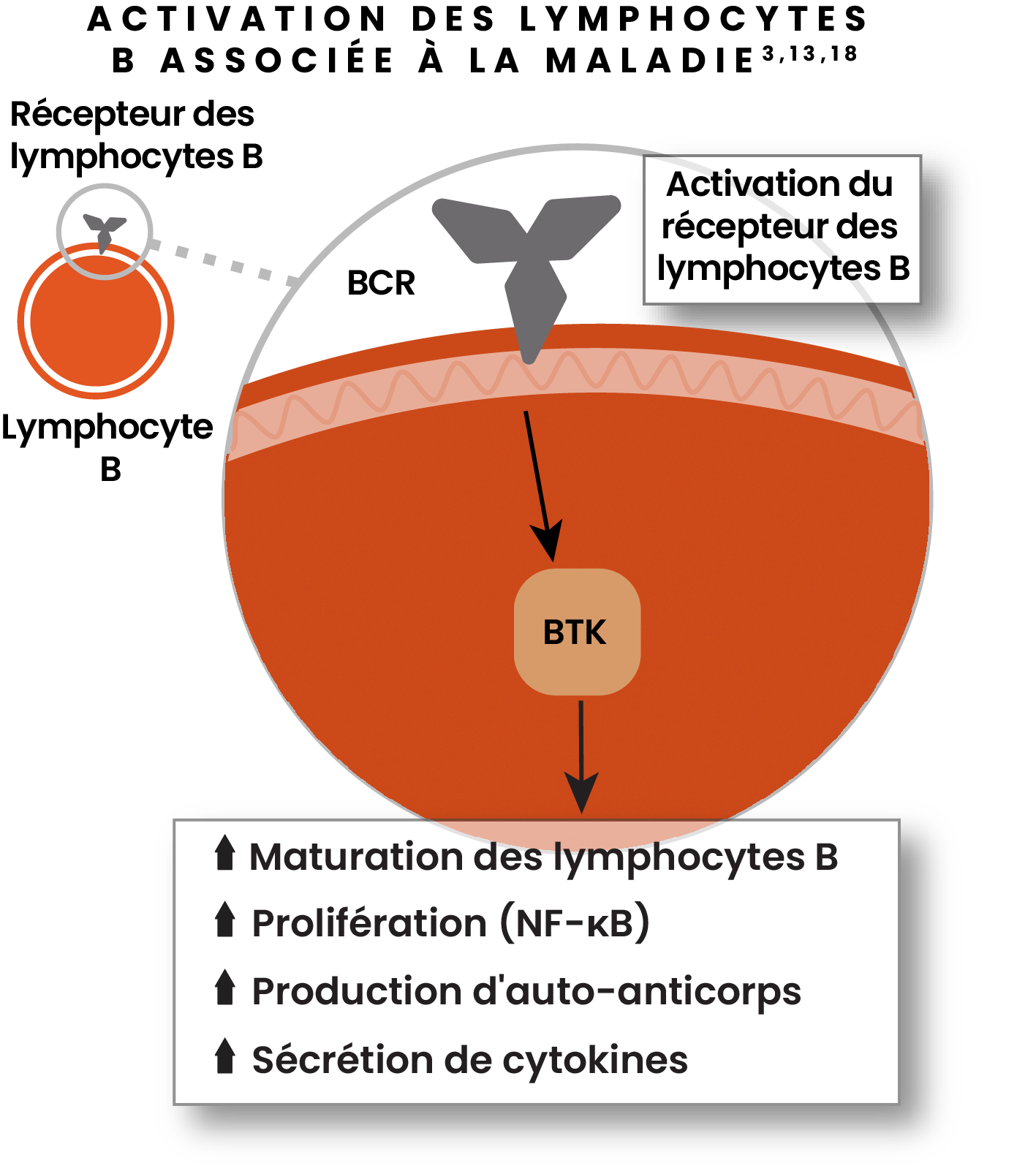 Illustration montrant l'activation des lymphocytes B associée à une maladie avec activation des récepteurs des lymphocytes B