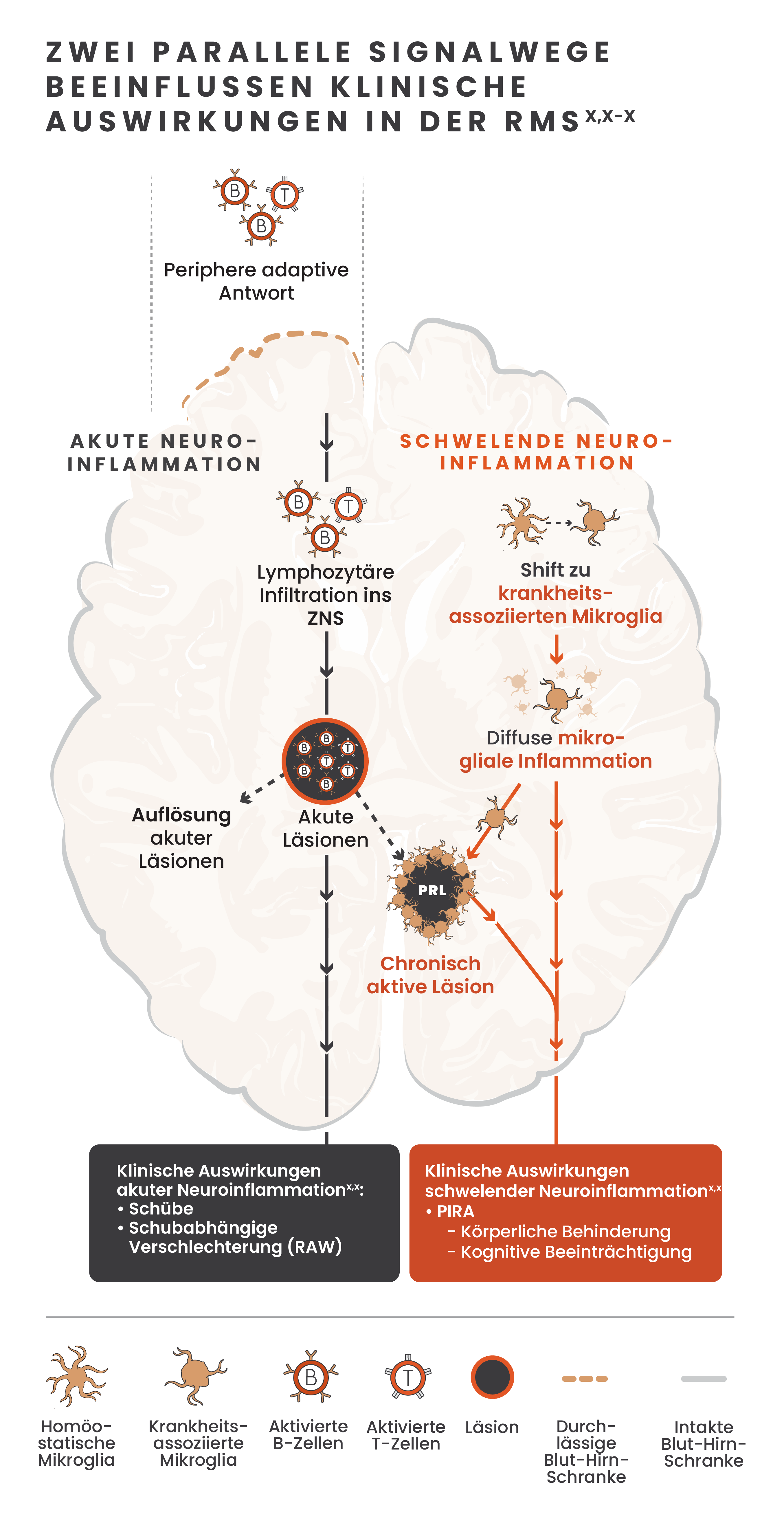 Illustration der zeitgleichen Signalwege der aktuen und der schwelenden Neuroinflammation und den Effekten dieser Signalwege im Gehirn mit Abbildungen von Mikroglia, B-Zellen, T-Zellen, Läsionen und der Blut-Hirn-Schranke.