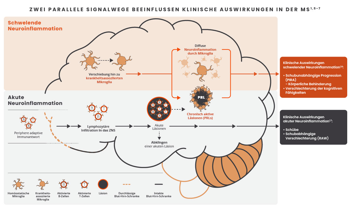 Illustration der zeitgleichen Signalwege der aktuen und der schwelenden Neuroinflammation und den Effekten dieser Signalwege im Gehirn mit Abbildungen von Mikroglia, B-Zellen, T-Zellen, Läsionen und der Blut-Hirn-Schranke.