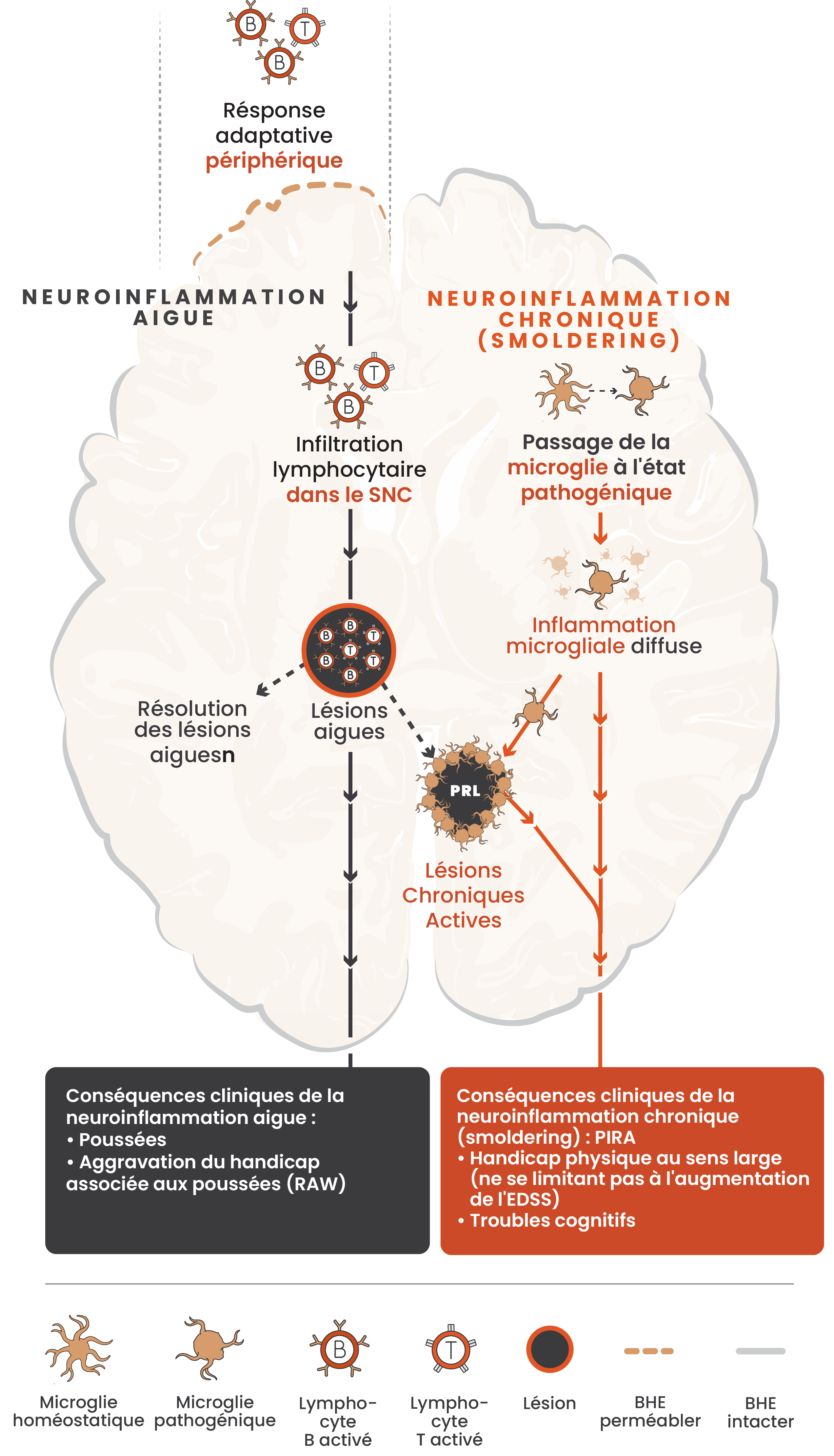 Illustration montrant les voies concomitantes de la neuroinflammation aiguë et chronique à bas bruit et les effets de ces voies dans le cerveau, avec des images de microglies, de lymphocytes B, de lymphocytes T, de lésions et de la barrière hémato-encéphalique.