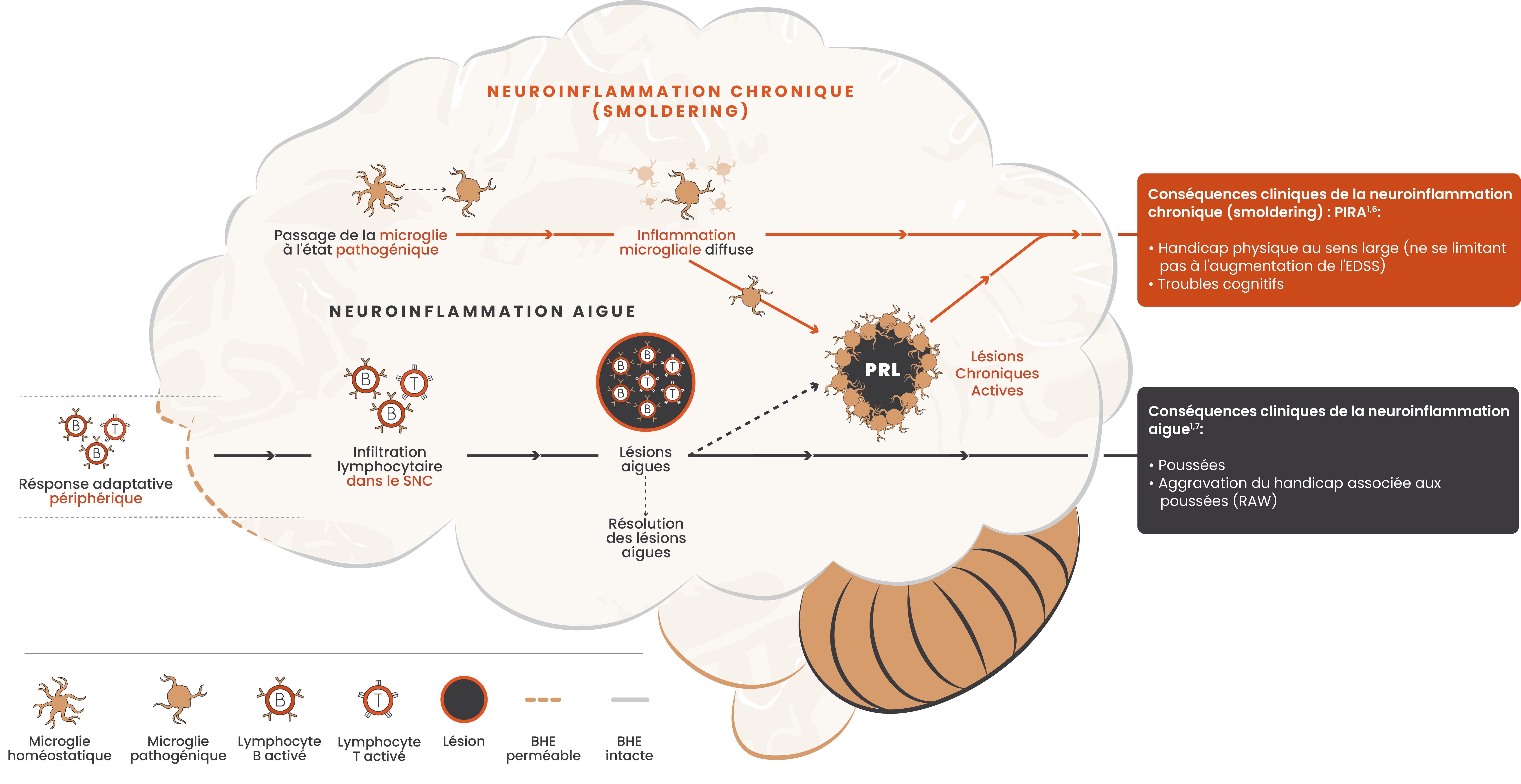 Illustration montrant les voies concomitantes de la neuroinflammation aiguë et chronique à bas bruit et les effets de ces voies dans le cerveau, avec des images de microglies, de lymphocytes B, de lymphocytes T, de lésions et de la barrière hémato-encéphalique.