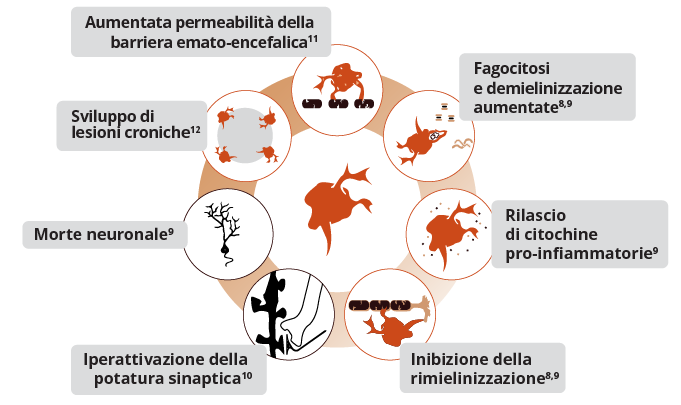 Le cellule della microglia patogene sono associate ad aumento della permeabilità della barriera emato-encefalica, aumento della fagocitosi e della demielinizzazione, rilascio di citochine pro-infiammatorie, inibizione della rimielinizzazione, iperattivazione della potatura sinaptica, morte neuronale e sviluppo di lesioni croniche