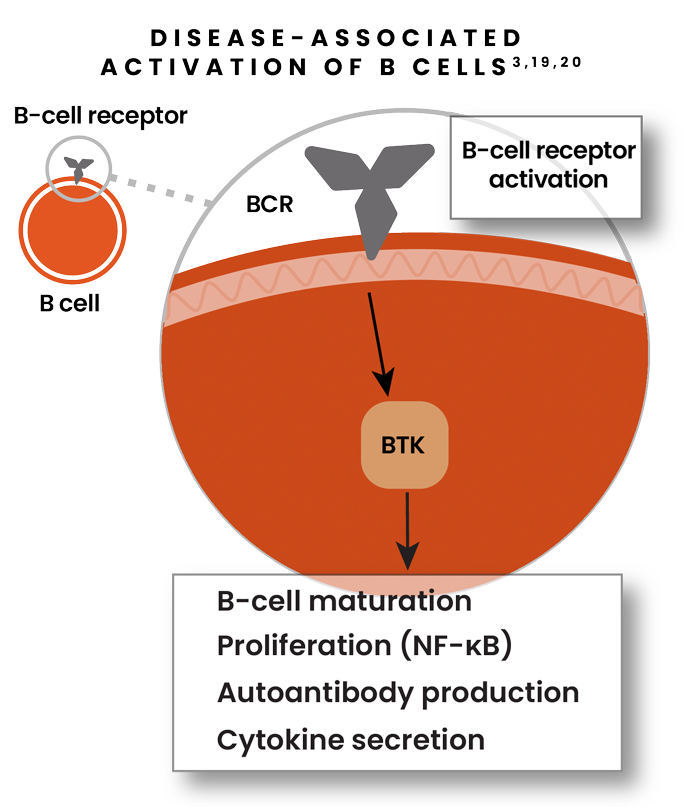 Illustration showing disease-associated activation of B-cells with B-cell receptor activation