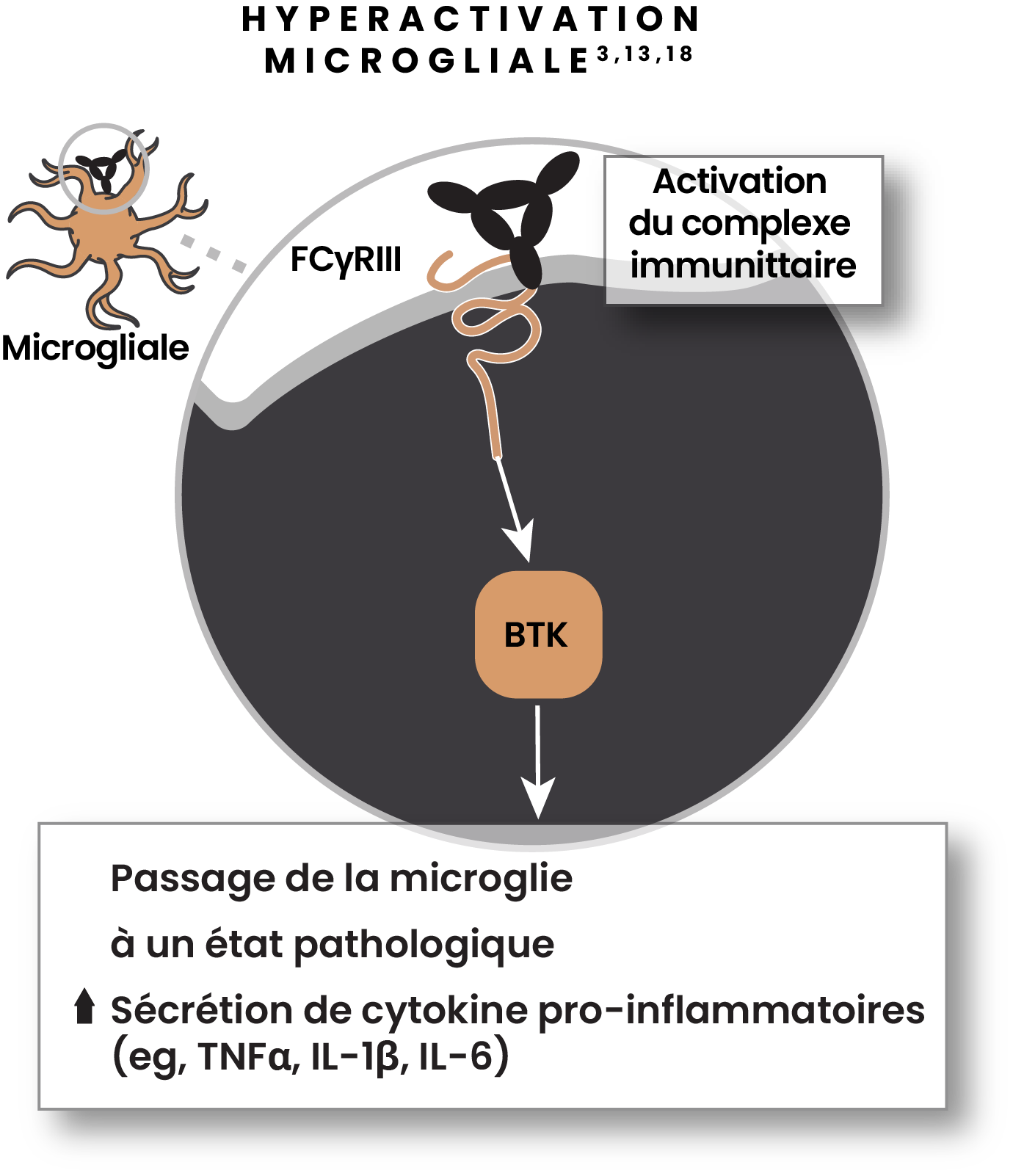 Illustration montrant l'activation des microglies associée à une maladie avec activation des complexes immuns