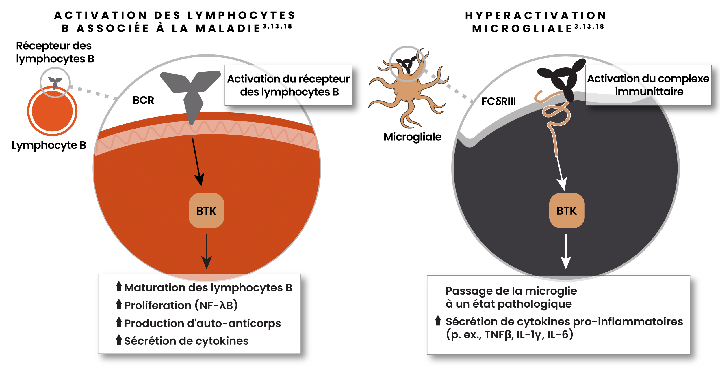Illustration montrant l'activation des lymphocytes B associée à une maladie avec activation des récepteurs des lymphocytes B