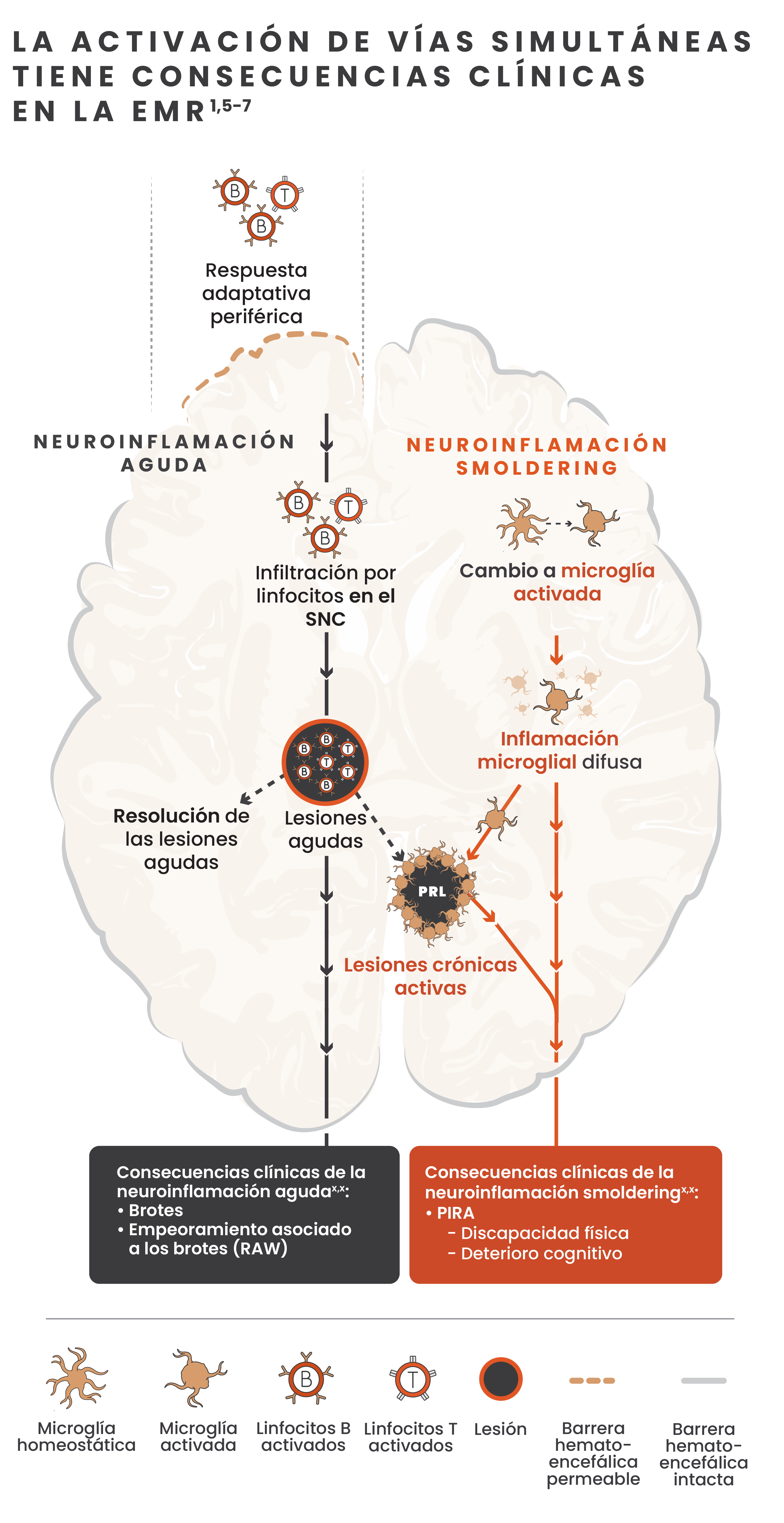 Imagen que muestra las vías confluentes de la neuroinflamación aguda y smoldering y los efectos de estas vías en el cerebro, junto con imágenes de la microglía, los linfocitos B, los linfocitos T, las lesiones y la barrera hematoencefálica.