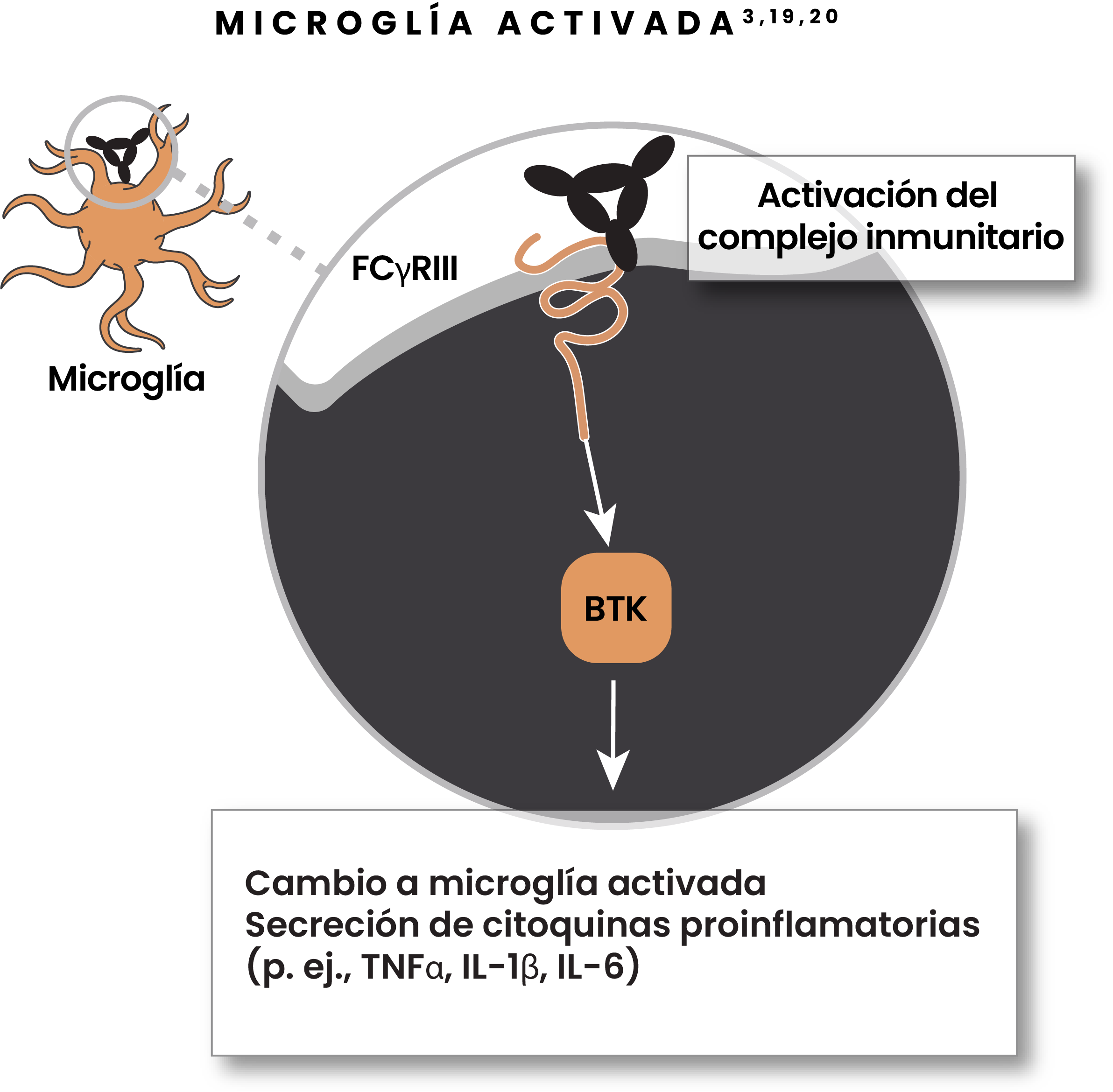 Illustration showing disease-associated activation of microglia with immune complex activation