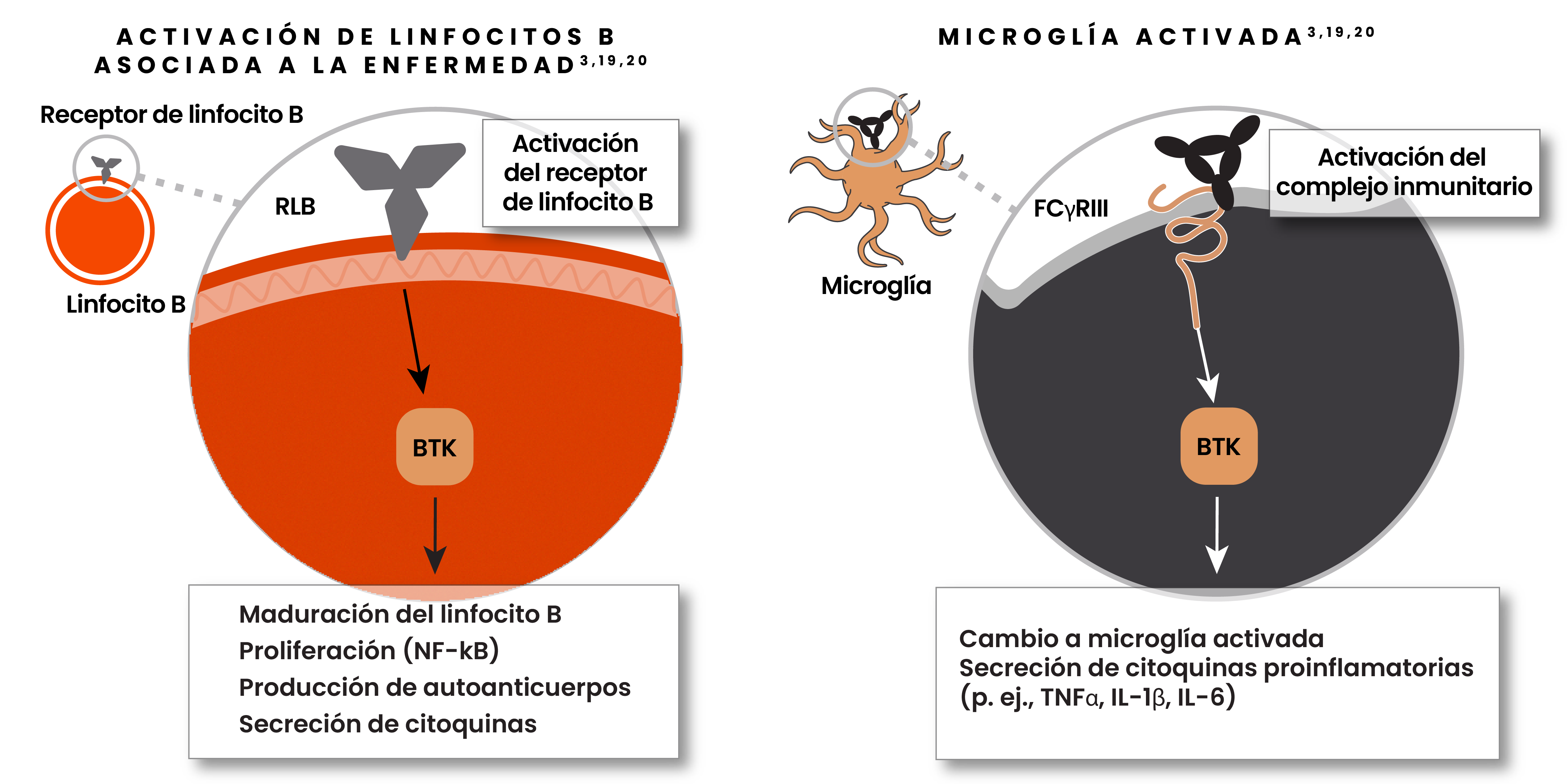 Imagen que muestra la activación de linfocitos B asociada a la enfermedad con la activación del receptor de linfocitos B