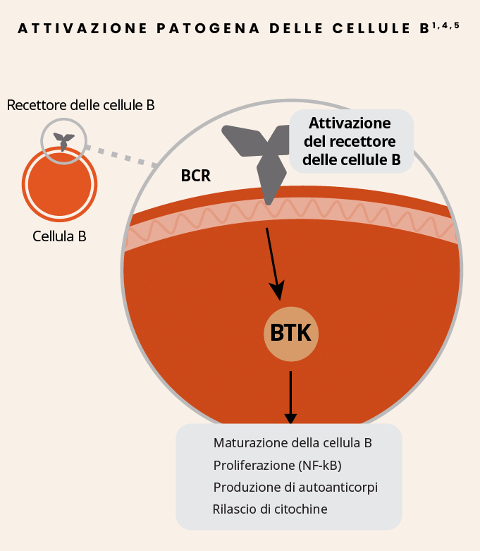 La BTK attiva le cellule B e ne regola la maturazione, la proliferazione (NF-kB), la produzione di autoanticorpi e il rilascio di citochine