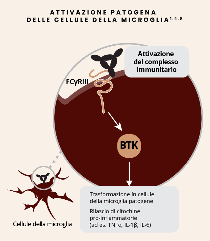 La BTK causa l’attivazione patogena delle cellule della microglia e il rilascio di citochine pro-infiammatorie (ad es. TNFα, IL-1β, IL-6)