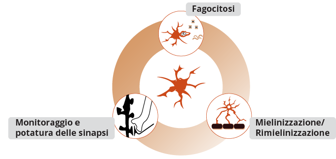 Le cellule della microglia omeostatiche svolgono un ruolo importante nella fagocitosi, nella mielinizzazione/rimielinizzazione e nel monitoraggio e nella potatura sinaptica