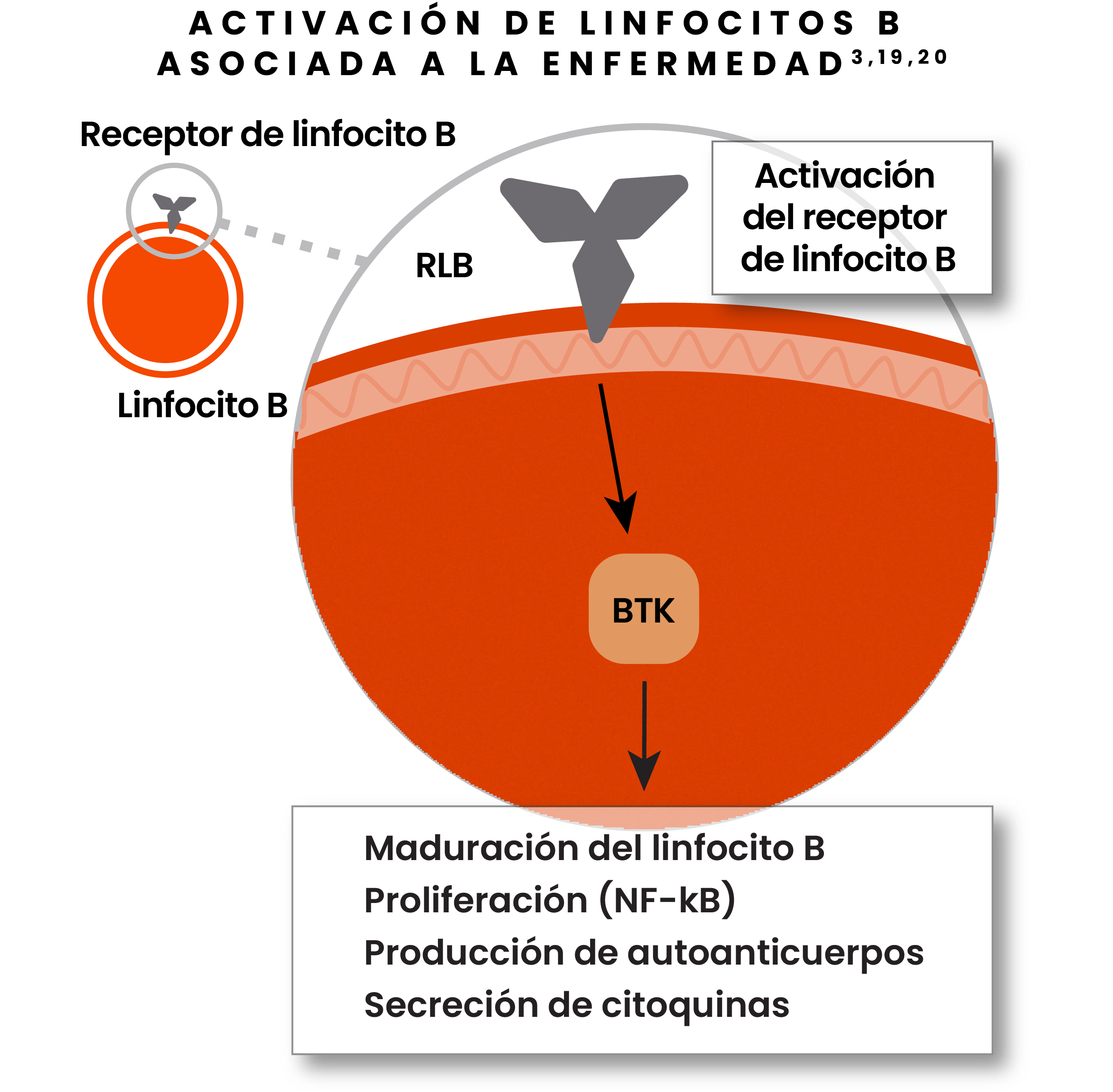 Illustration showing disease-associated activation of B-cells with B-cell receptor activation